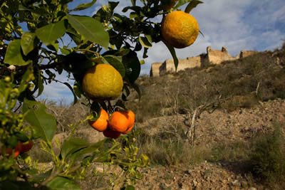 “¡Oh, jardín del valle!”.Por Ibn Thader