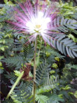 Entrevista a Adriano (José Gregorio Daliz)